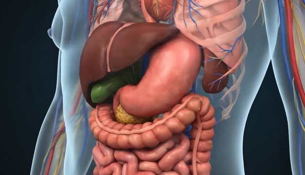 Human digestive system internal organs, 3D render with highlighted liver inside the body