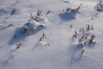 Fototapeta premium Winter background with soft, snowy texture. Beautiful layer of snow for Christmas or New Year decor. Dry grass and branches with shadows on sparkling snow drifts.