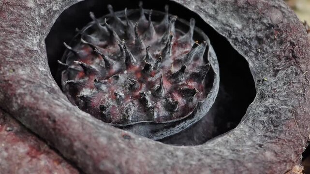 Rafflesia kerriiIt begins to wither and turn dark brown flowering plant has the largest flowers in the world and is found in Khao Sok, Surat Thani Province.