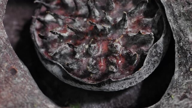 Rafflesia kerriiIt begins to wither and turn dark brown flowering plant has the largest flowers in the world and is found in Khao Sok, Surat Thani Province.