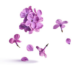 Creative art collage of flying purple lilac flowers and petals on white background. Concept of spring beauty, floral perfume aroma, lavender scent and fashion trend. © Agave Studio