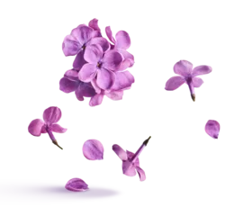 Fototapeten Lila Creative art collage of flying purple lilac flowers and petals on white background. Concept of spring beauty, floral perfume aroma, lavender scent and fashion trend.  © Agave Studio