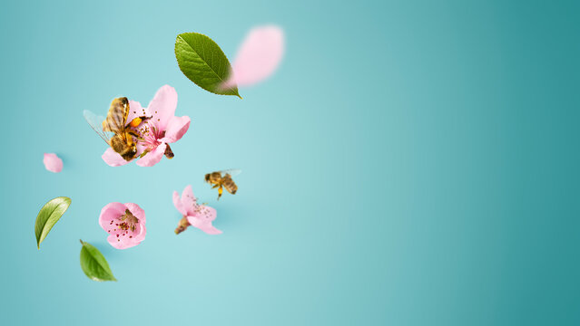 Flying honey bees with pink flowers and green leaves isolated on blue background with copy space. Creative spring concept of nature pollination, ecology and organic honey production.