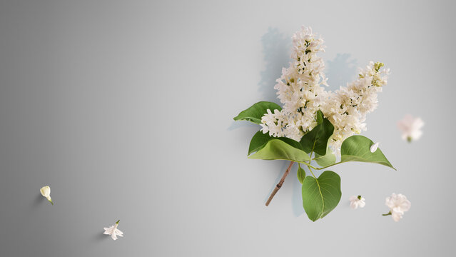Creative art collage of flying white lilac flowers and green leaves on grey background with copy space. Concept of premium beauty, floral perfume aroma, sympathy, condolence and wedding elegance.