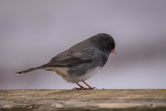 Dark-eyed Junco in Winter
