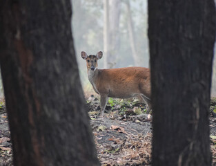 deer in the woods