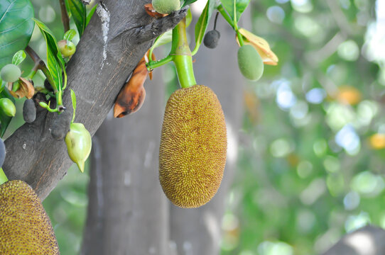 Artocarpus heterophyllus Lam or MORACEAE , jackfruit tree