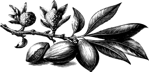 Vintage almond seed botanical study engraving from the 19th century
