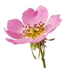 Obraz premium Fresh green rosemary herb falling in the air isolates on yellow background