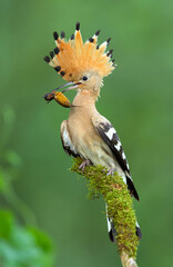 Eurasian hoopoe bird in early morning light ( Upupa epops ) © Piotr Krzeslak