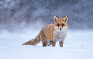 Fototapeta premium Red fox ( Vulpes vulpes ) in winter scenery