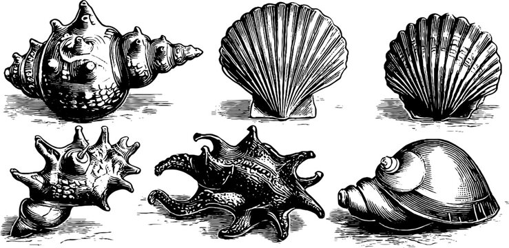 Vintage botanical study of barnacles and marine organisms illustrated in 19th century style for educational design