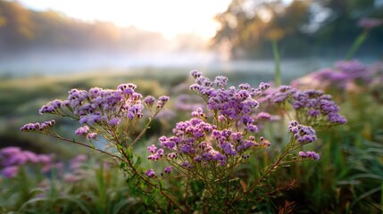 Obraz premium Beautiful Wildflowers Blooming in Morning Light with Soft Fog