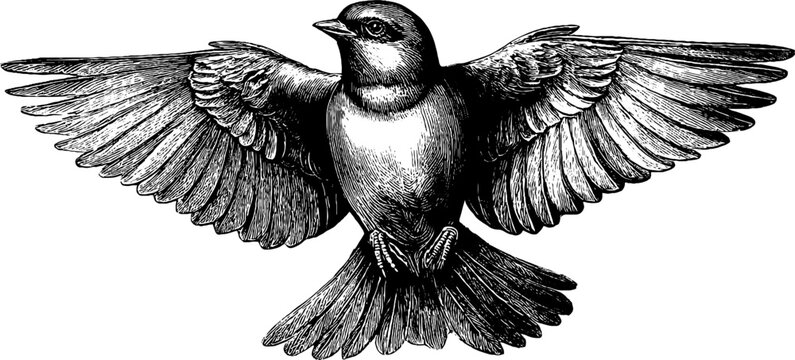 Bird wing evolution in vintage botanical illustration for educational design