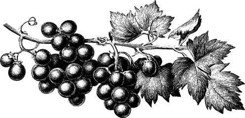 Fototapeta premium Vintage botanical illustration of black grape variety branch for design and decoration
