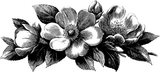 Vintage botanical bouquet illustration for museum reference and design