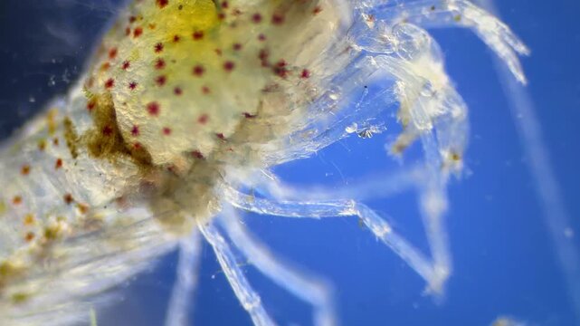 Freshwater shrimp under the microscope at 40x Magnification