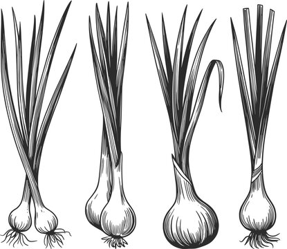 Onion Growth Stages Botanical Line Art Illustration.