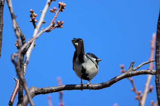A japanese tit on a sunny winter day
