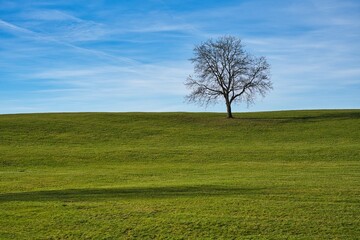 Fototapeta premium A solitary bare tree on a green hill against a blue sky. A minimalist scene that highlights the contrast between the green hill and the blue sky. A concept of tranquility and solitude.