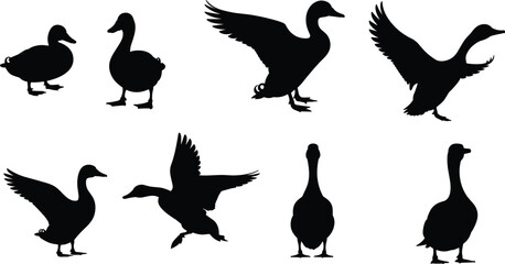 Silhouette set of ducks and geese in various poses, flying, standing and walking, animal wildlife illustration collection for nature, biology, farm and ornithology themed design concepts © Wajkuruni