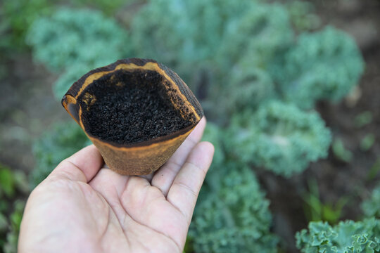 hand hold old coffee powder filter for  use as a fertilize to plants