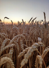 Silhouette of wheat ears against sky on sunset dawn. Spikes of ripe wheat close-up. Sunset dawn in wheat field. Sunrise sundown above field of growing ears of wheat on summer. Agricultural landscape