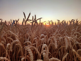 Silhouette of wheat ears against sky on sunset dawn. Spikes of ripe wheat close-up. Sunset dawn in wheat field. Sunrise sundown above field of growing ears of wheat on summer. Agricultural landscape
