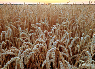 Ears of ripe wheat close-up. Ripe wheat growing in a field in summer. Ripe spikes of wheat growing in a wheat field. Agricultural landscape. Agrarian scenery. Harvesting