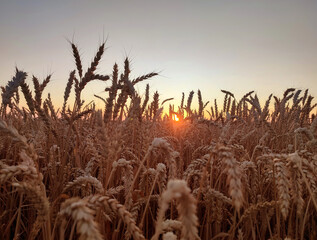 Silhouette of wheat ears against sky on sunset dawn. Spikes of ripe wheat close-up. Sunset dawn in wheat field. Sunrise sundown above field of growing ears of wheat on summer. Agricultural landscape