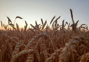 Silhouette of wheat ears against sky on sunset dawn. Spikes of ripe wheat close-up. Sunset dawn in wheat field. Sunrise sundown above field of growing ears of wheat on summer. Agricultural landscape