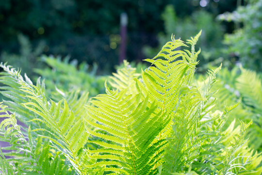 Garden fern. Planting ferns. The ferns in the beds
