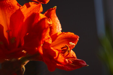 Fototapeta premium Vibrant, red amaryllis (Hippeastrum) flowers with striking stamens