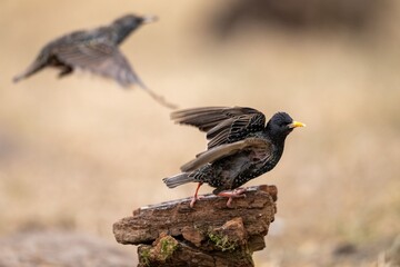 The common starling (Sturnus vulgaris) - black bird spotted with yellow beak on meadow