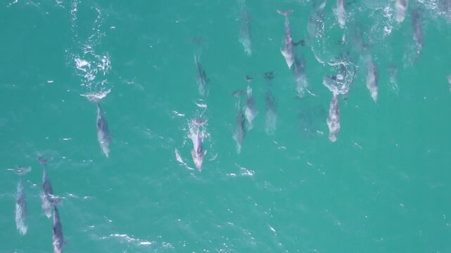 Dolphins swimming in a pod in Bronte beach