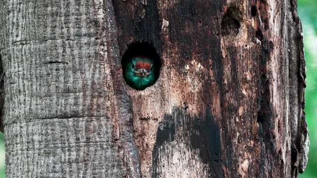 Blue-throated Barbet (Psilopogon asiaticus) chick close-up shot in its habitat, tree hole