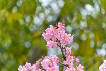 Obraz premium 春の光に包まれた鮮やかなピンクの河津桜と緑の背景ボケ