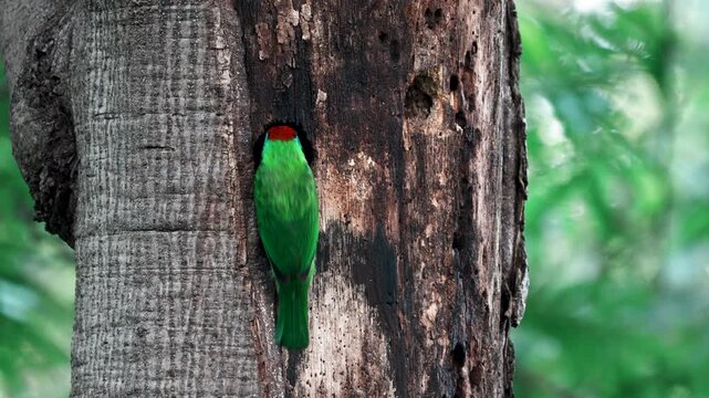Blue-throated Barbet (Psilopogon asiaticus) feeding in its natural tree hole nest.