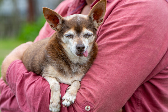 Senior brown chihuahua mix with closed eyes and lolling tongue rests peacefully cradled in arms of owner wearing red shirt outdoors.