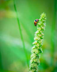 Fototapeta premium Close-up of a ladybug on a green spiky plant with blurred background, highlighting vibrant nature details