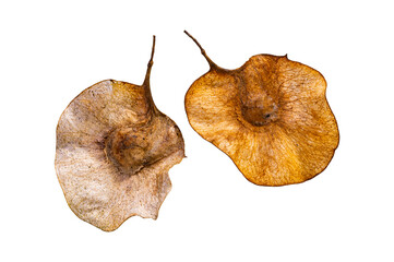 Seeds of Pterocarpus macrocarpus on whit background.