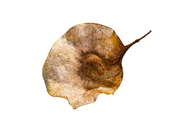 Single seed of Pterocarpus macrocarpus isolated on white background .