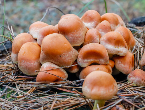 Wild mushrooms in a forest ecosystem. A macro shot of a cluster of wild mushrooms growing on decaying wood and pine needles. The image illustrates the process of natural decomposition and the life cyc