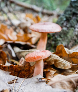 Bright Caesar's mushroom, a forest delicacy.
 A vibrant orange mushroom stands out against the dark, needle-strewn forest floor. The shot conveys the atmosphere of an autumn forest and the joy of "qui
