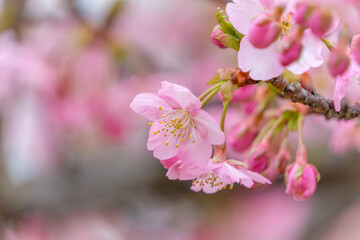 Obraz premium マクロ撮影による河津桜のピンクの花と膨らむ蕾のクローズアップ