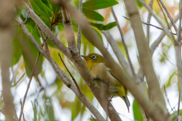 新緑の枝の間から顔を出す可愛らしい野鳥のメジロ