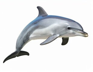 Fototapeta premium Dolphin, Playful Marine Mammal over White Background