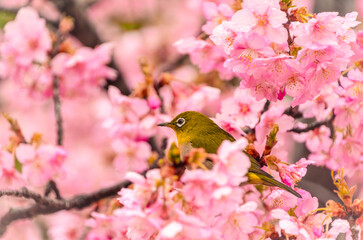 満開の桜の枝にとまるメジロと春の自然風景