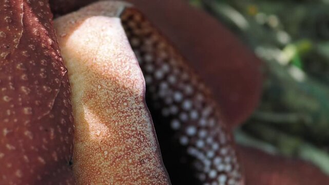 Rafflesia kerrii blooming this flowering plant has the largest flowers in the world and is found in Khao Sok, Surat Thani Province.	