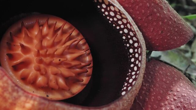 Rafflesia kerrii blooming this flowering plant has the largest flowers in the world and is found in Khao Sok, Surat Thani Province.	